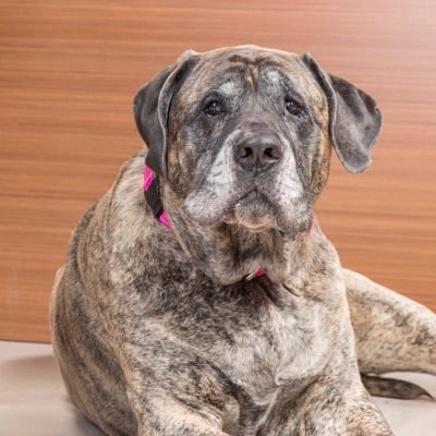 Office-Dog_Maizy